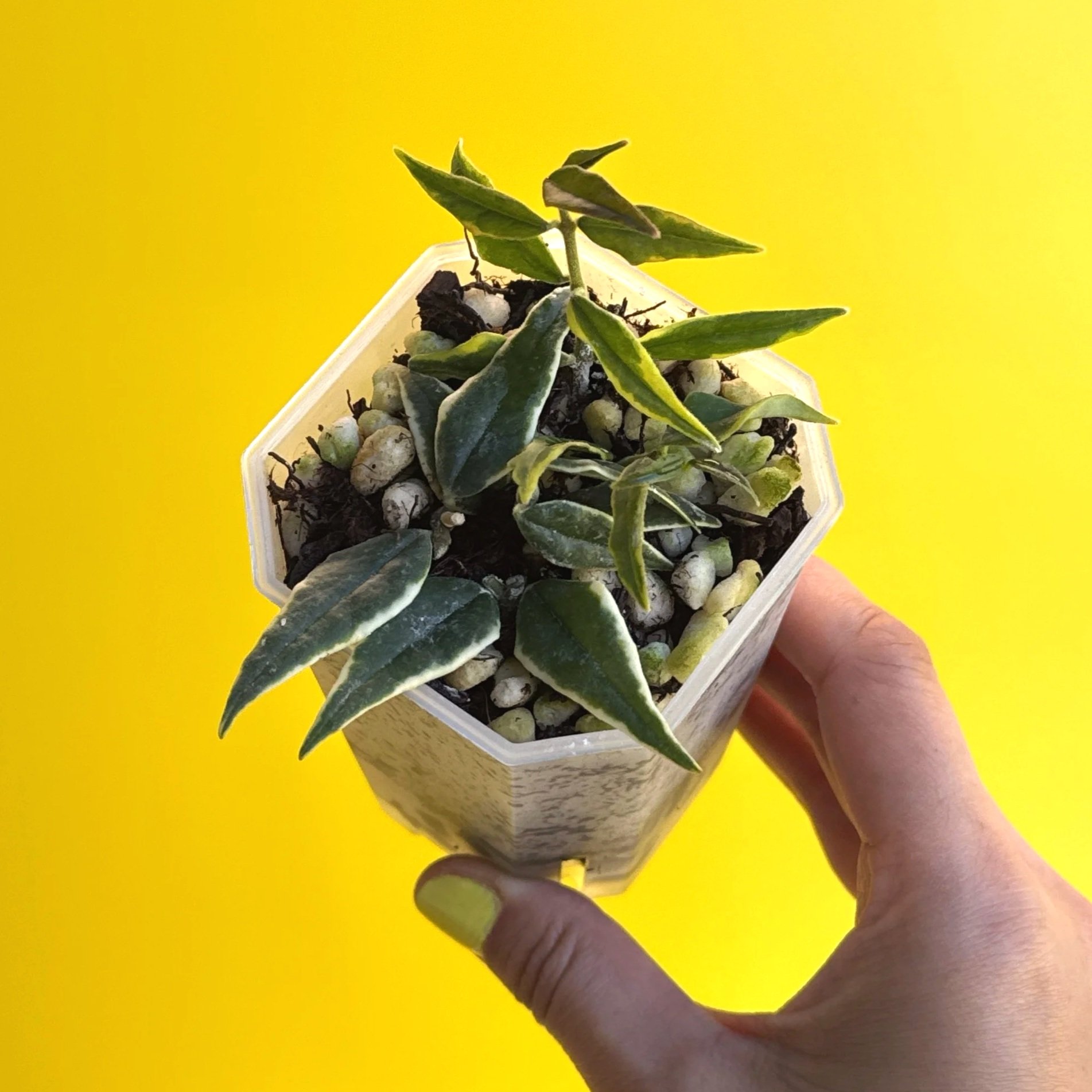 HOYA POLYNEURA ALBOMARGINATA - OUTER VARIEGATED — MELTY.AU | SHOP